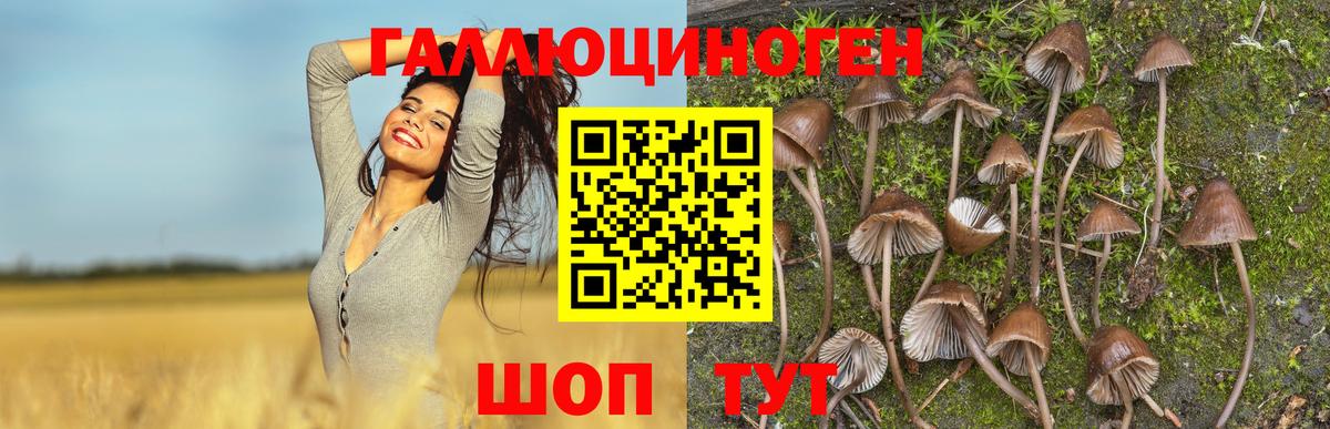 Псилоцибиновые грибы Magic Shrooms  Вход с VPN  Малгобек  Галлюциногенные грибы Psilocybe 